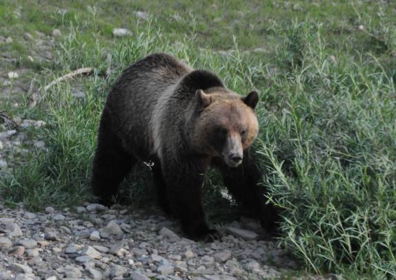 Urso adolescente acompanha sua mãe na região de Many Glacier, no Glacier Nacional Park, em Montana, nos Estados Unidos